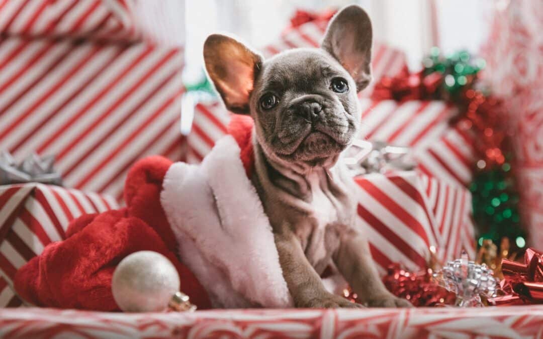 puppy in a stocking -unsafe foods for dogs