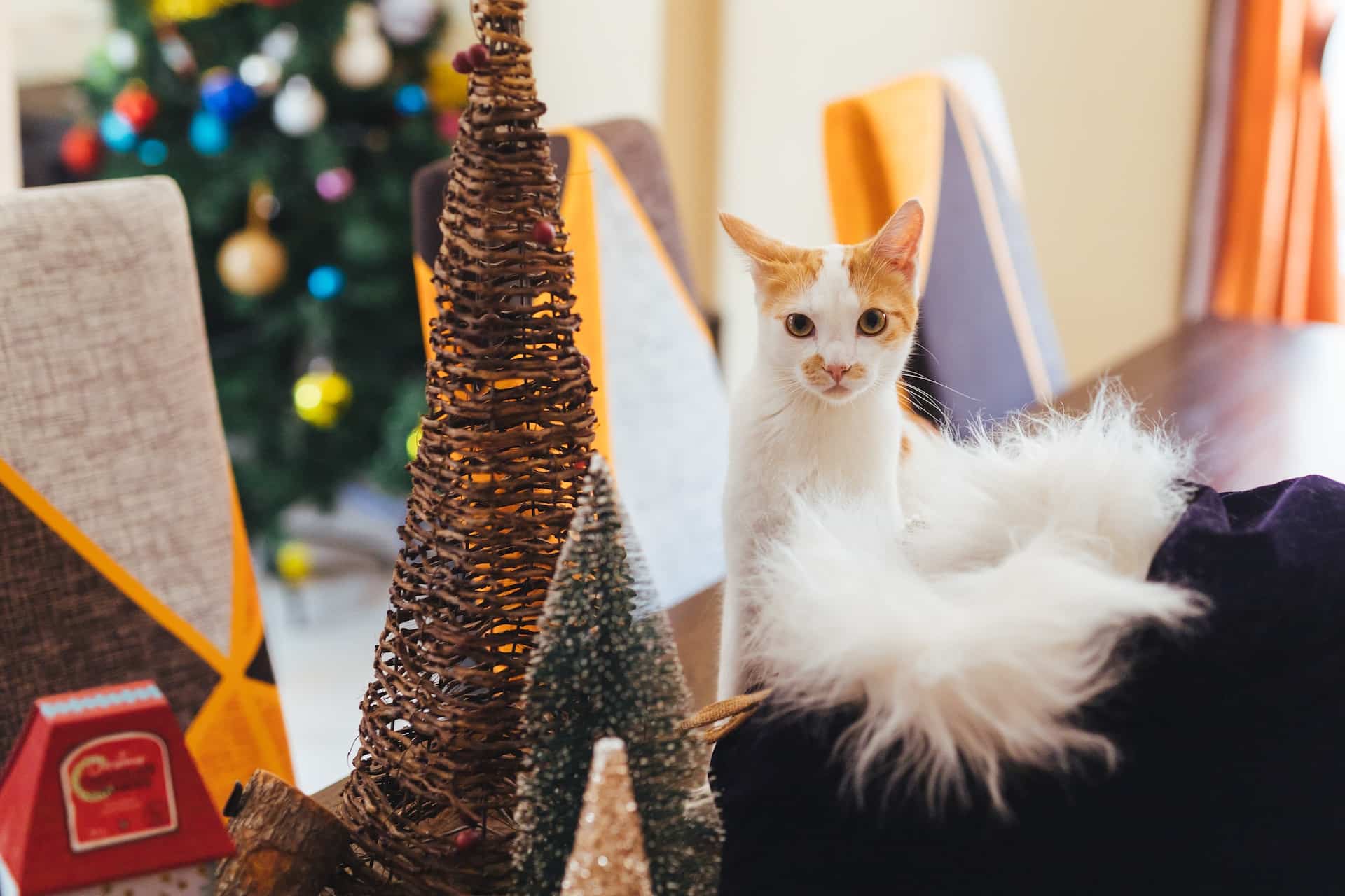 How to Keep Your Cats from Destroying Your Holiday Decorations