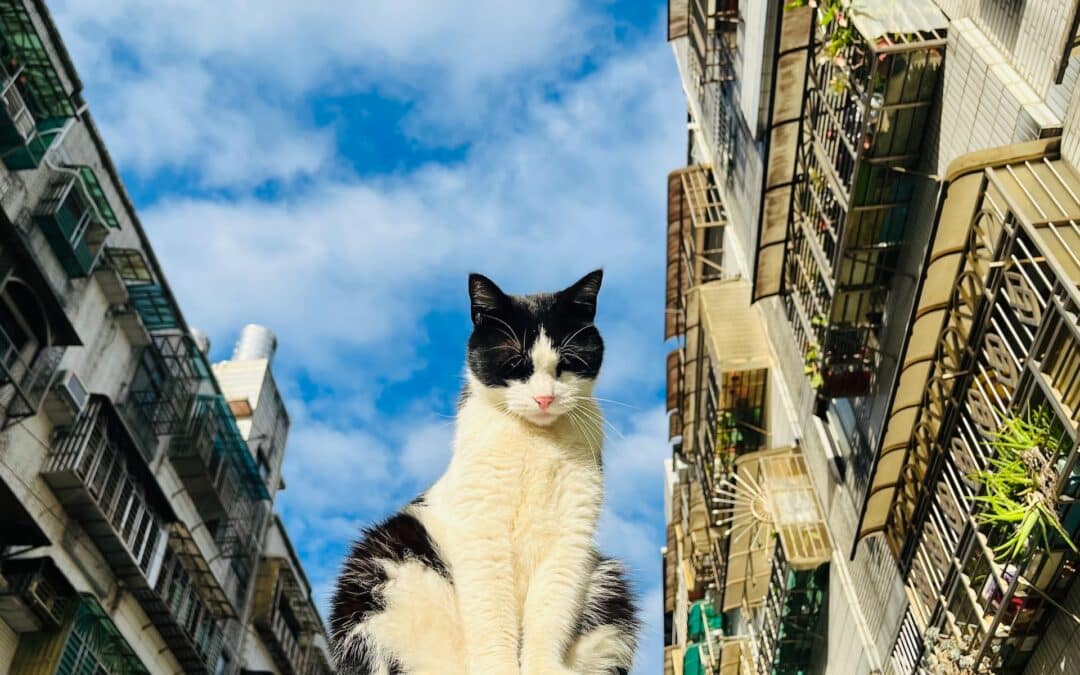 black and white cat on top of a car - why do cats like heights