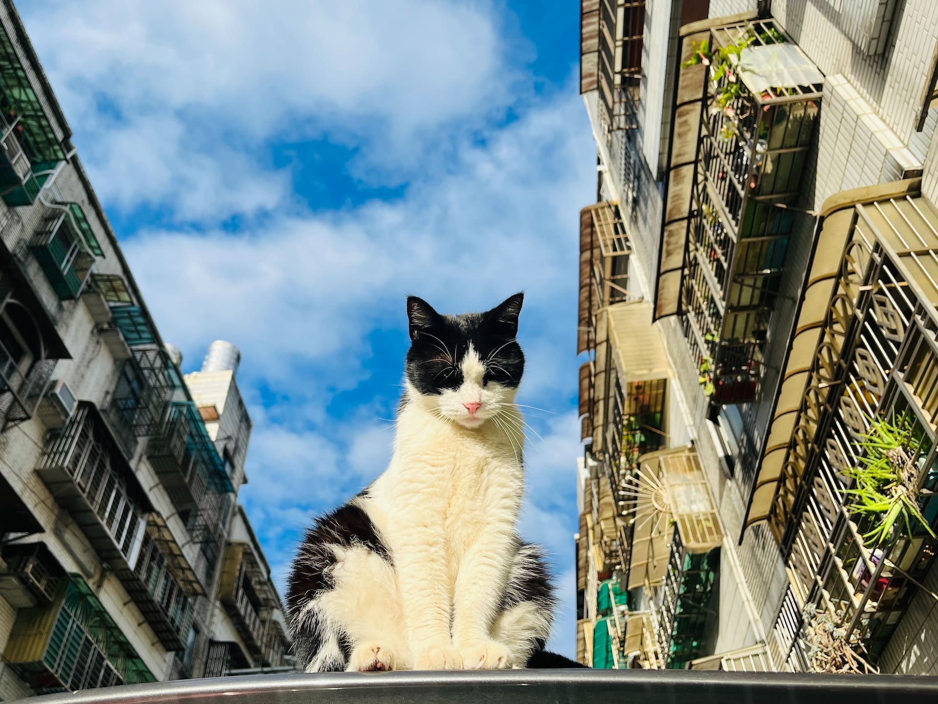 Look Out Below! Why Cats Love to Be Taller Than You
