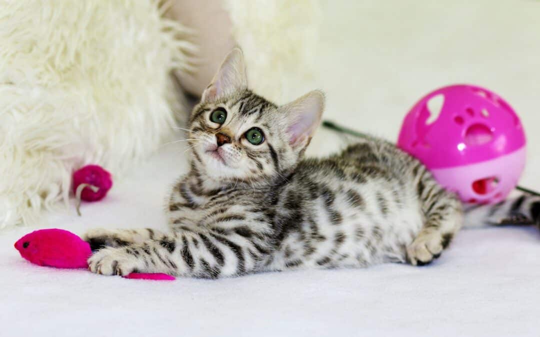 Puzzle Toys for Cats and Dogs: Does Your Pet Need One?