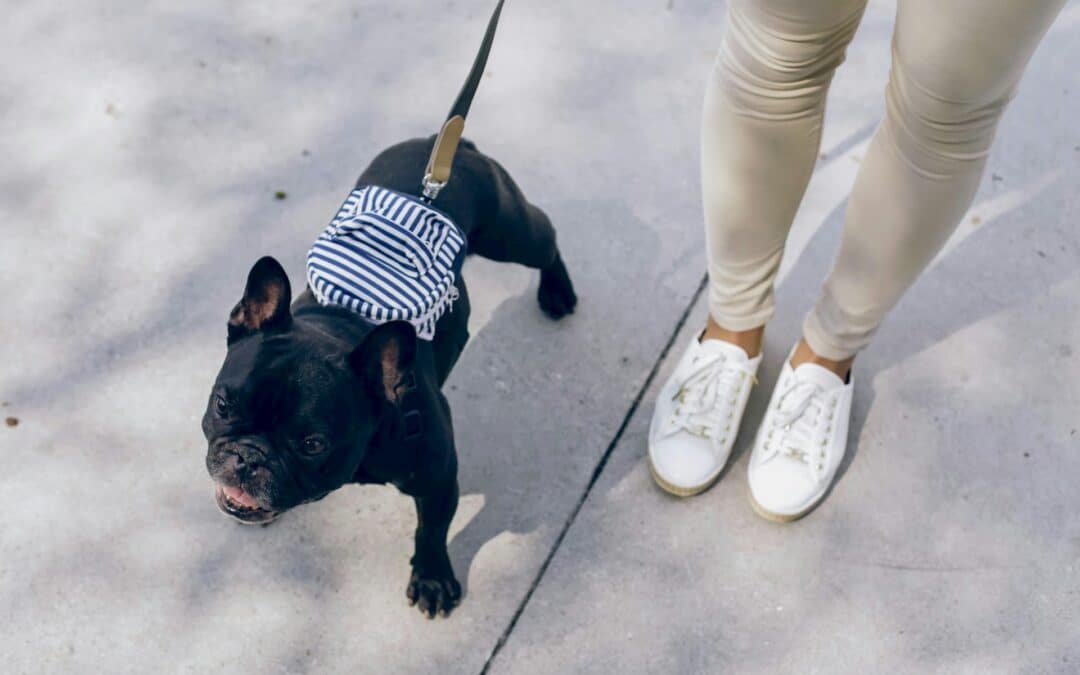 small black dog on leash - walking my dog