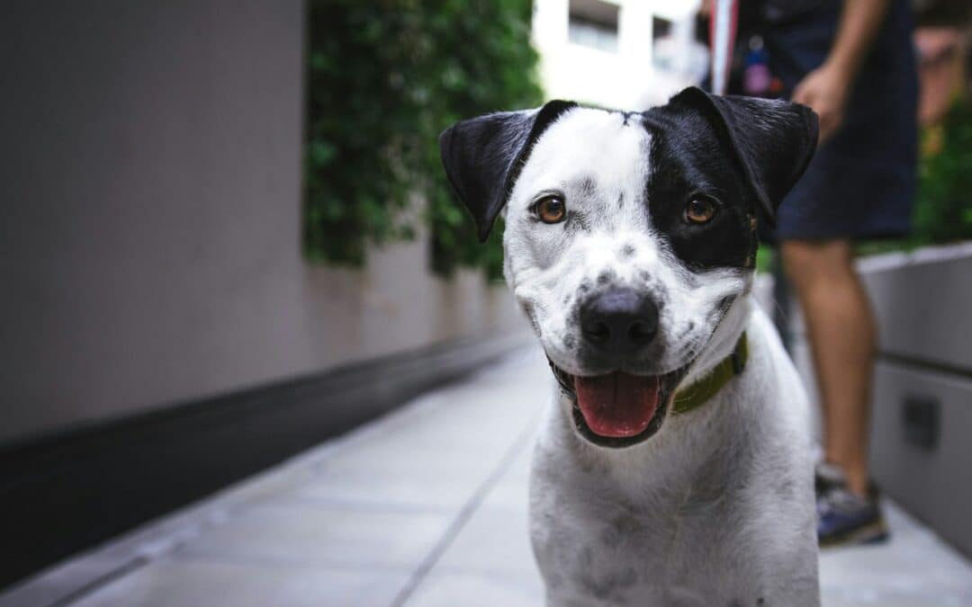 black and white dog - diabetes in dogs