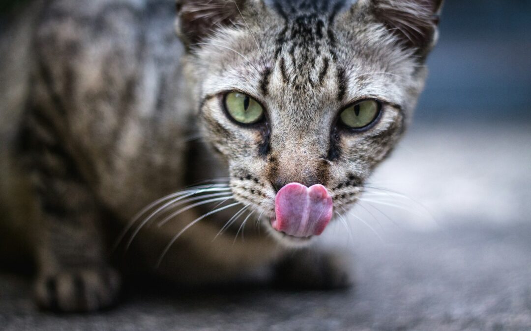 grey tabby cat with their tongue out - lick mats for pets