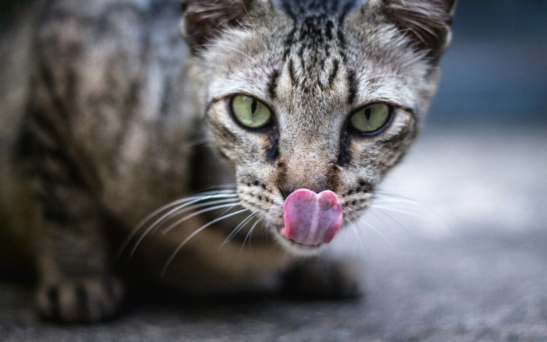 Lick Mats: A Great Way to Entertain Your Pet