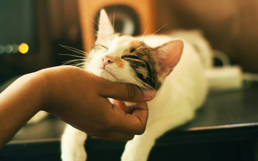 cat getting pet under the chin - diabetes in cats