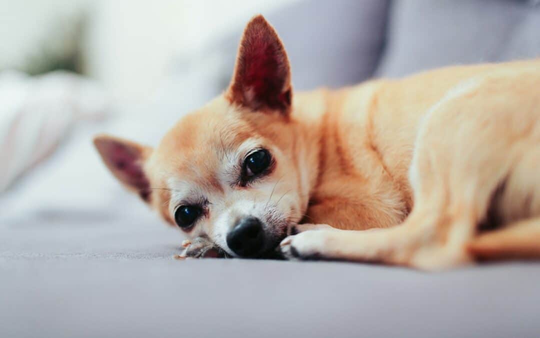 older dog taking a nap -senior dog care