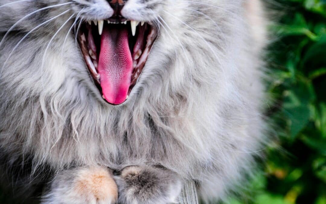 cat with open mouth showing teeth - dental checks for cats