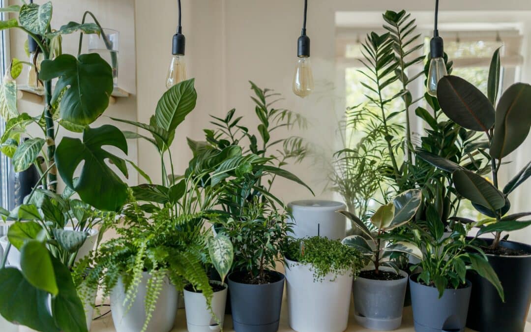 potted plants in sunny room -dangerous plants to keep away from pets