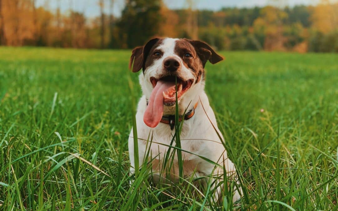 My Dog Is Eating Grass! What Does It Mean? 