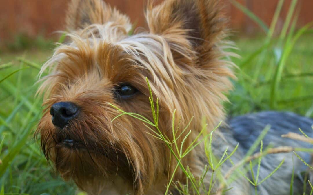 How to Keep Your Pets Safe in the Summer Heat
