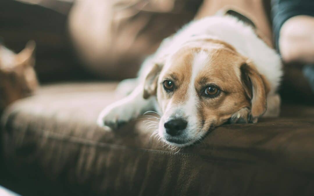 brown and white dog - kidney disease in dogs