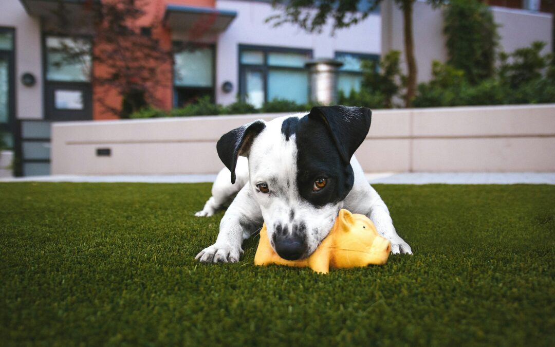 The Top 5 Things You Should Train Your Dog to Do